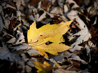 осенние обои, осень, листья, макро, природа, фото