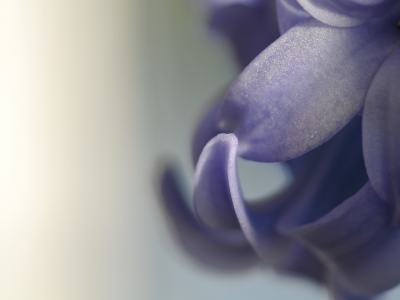 макро, macro, hyacinth, flower, лепестки, цветок, гиацинт, фиолетовый