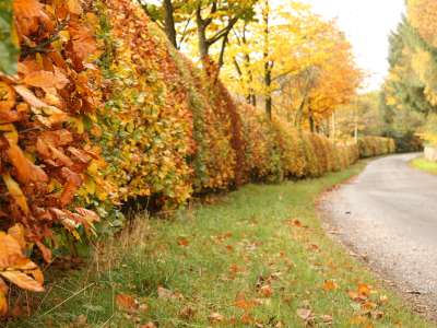 дорога, природа, осень, листья, кусты, деревья