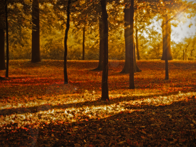 осенние обои, парк, лучи, лес, листок, обои, природа, деревья, листья, фото, листопад, свет, листва, осень