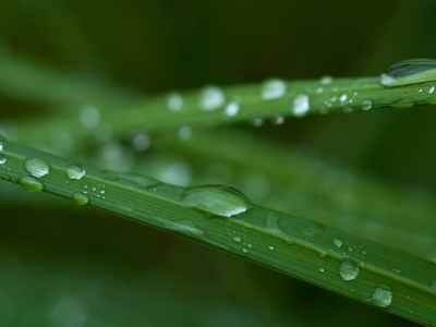 дождь, зеленый, капли, макро, трава