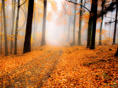 листва, оранж, осень, дорога, природа, лес