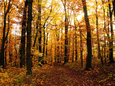осень, листопад, деревья, леса, листья, осенние обои, природа, листва, дерево
