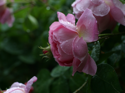 капли, цветы, бутон, лето, розовый, розы