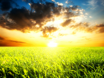 field of grass and sunset, поле, солнце, ослепительное, облака, яркое, горизонт, небо, трава, густая