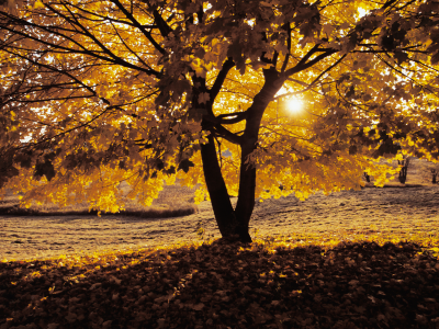свет, солнце, опавшие, поляна, дерево, осенний вечер, листья, закат
