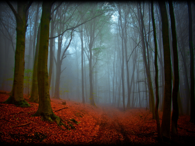 лес, осень, магия, дымка, природа