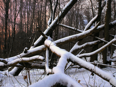 снег, дерево, лес