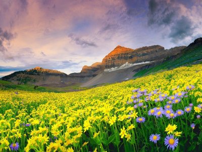 поле, горы, цветы