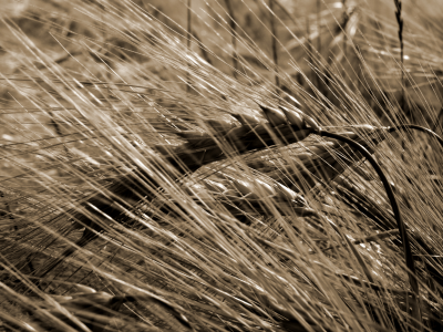 злак, урожай, пшеница