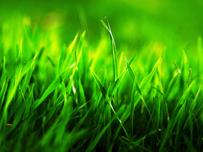макро, трава, зеленая