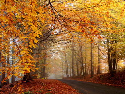 деревья, туман, жёлтая, опавшая, листва, дорога, оранжевая, осенняя