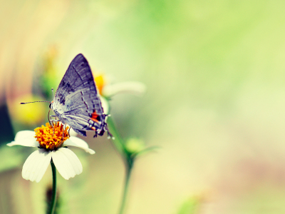 цветок, розмытость, бабочка
