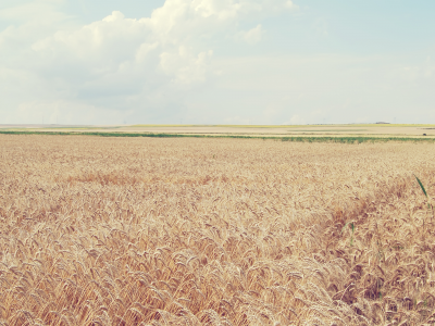 spikes, clouds, wheat, 2560x1600, sky, облака, колосья, пшеница, field, пейзаж, природа, поле, nature, небо, landscape