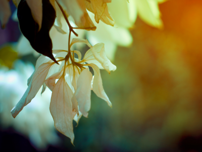 flowers, ветка, colours, цветы, макро, весна, spring