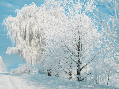 небо, зима, деревья