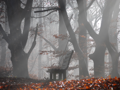 туман, скамейка, деревья