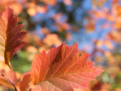 осень, листья, дерево