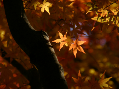 природа, ветки, клен, листья, осень, дерево, свет, макро, ствол