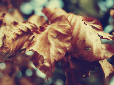 листья, осень, сухие, макро, жёлтые, природа