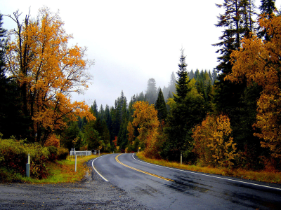 природа, пейзаж, асфальт, лес, осень, поворот, пасмурно, деревья, дорога, небо, листья, туман