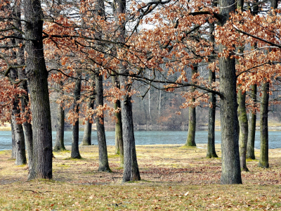 парк, природа, осень, деревья