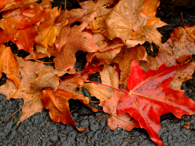 листва, земля, макро, мокрая, осень
