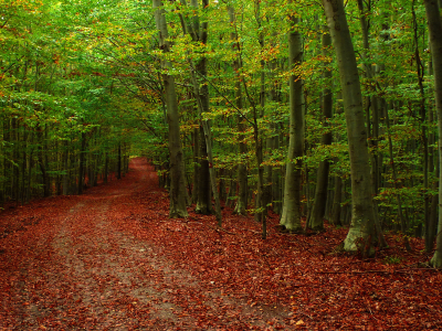 лес, листья, осень, природа, осенние обои, дороги, фото, дорога, деревья, дерево