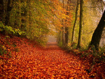 листва, природа, дорога, осень