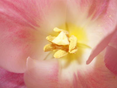 розовый, желтый, цветы, тюльпаны, макро, весна