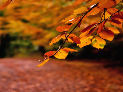 ветка, дорожка, усыпанная листвой, осень, оранжевые, листья