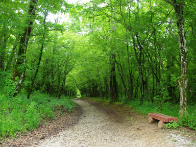 дорожка, скамейка, зелень, деревья, лес