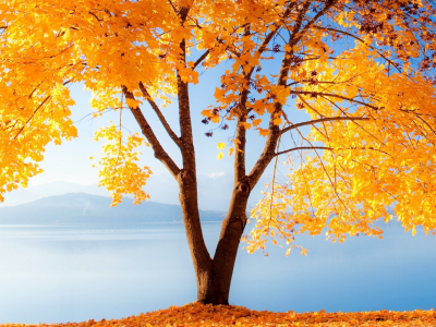 природа, дерево, золотое, осень