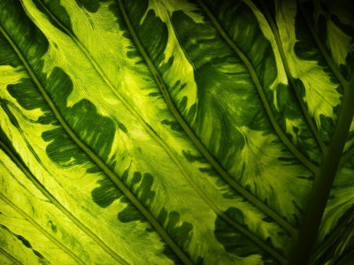 макро, растение, зелень, узор, лист