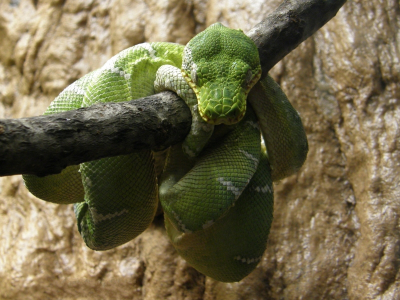 зелёная, отдыхает, ветка, змея