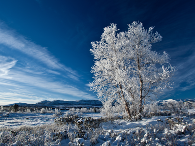 зима, иний, дерево, природа, снег