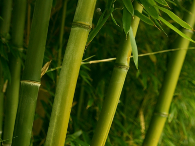 бамбук, ветви, зелень