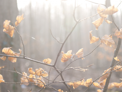 осень, макро, деревья, туман, листья, ветка