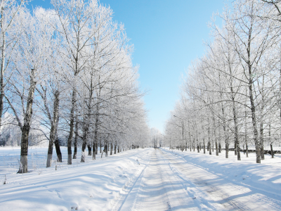 зима, деревья, лес, даль, дорога, снег