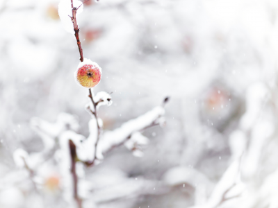 снег, природа, яблоко, ветка, зима