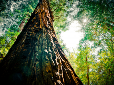 nature, листья, 2560x1600, sky, greenery, небо, природа, зелень, leaves, tree, дерево