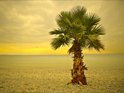 ницца, пальма, пляж, море, дерево