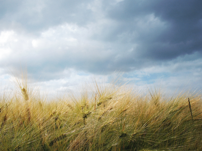 nature, landscape, clouds, пейзаж, sky, колосья, небо, field, wheat, пшеница, природа, spikes, облака, 1920x1080, поле