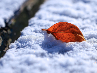 снег, зимние обои, утро, листки, макро, листок, зима, листья