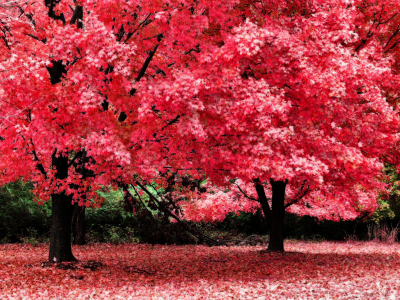 листья, дерево, розовый