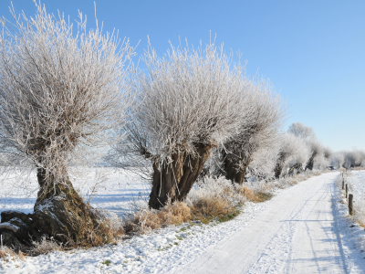 дорога, снег, деревья, зима, иней