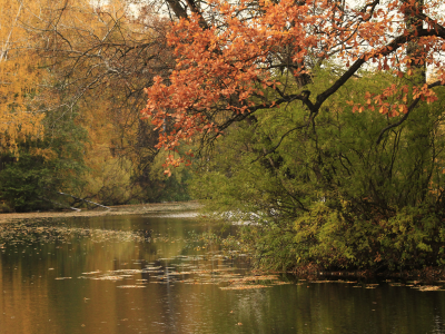 деревья, осень, река