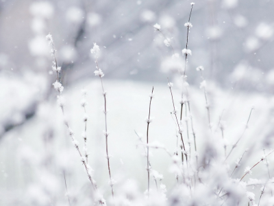 зима, белый, снег, растения, природа, макро
