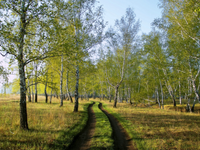 берёзы, лес, дорога