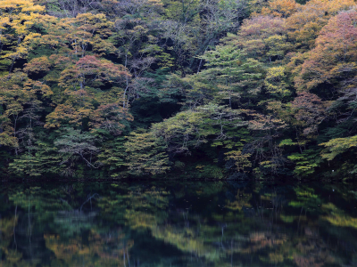 лес, отражение, озеро, деревья
